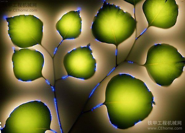 植物通電“銷魂瞬間”