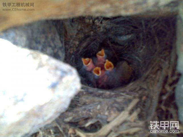 要吃虫了
