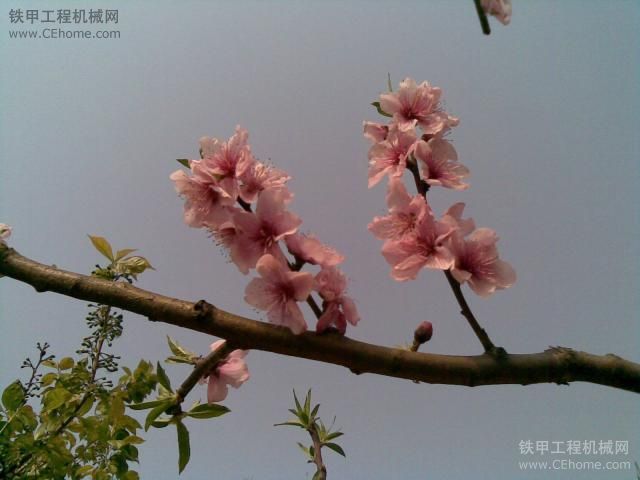 桃花，走桃花運