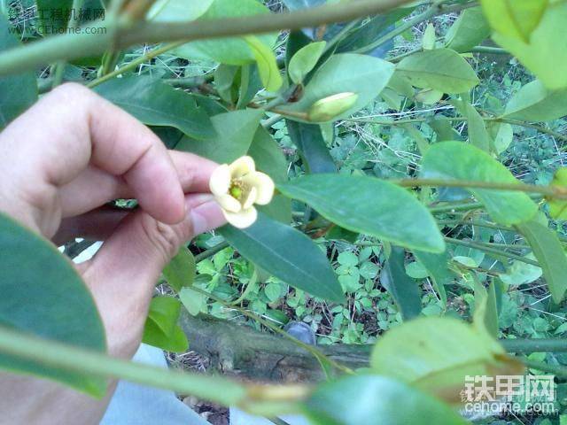 那花的香，沁人心扉！