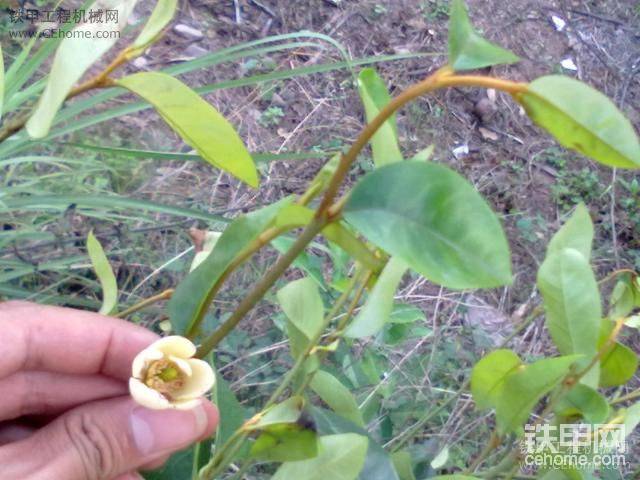 只有一層花瓣，