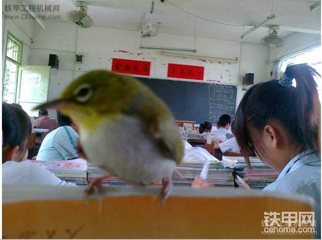 以前在学校上课玩小鸟