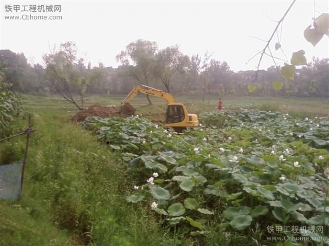 看看咱是怎么摘荷花的