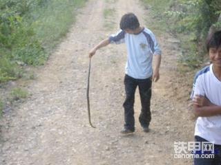 挖机挖到了蛇，和尚捉到了蛇！