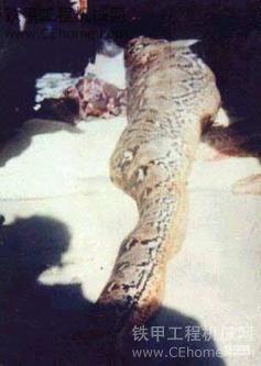 太恐怖了~~汕尾梅陇有一个山居然有大蛇吃人吖!」