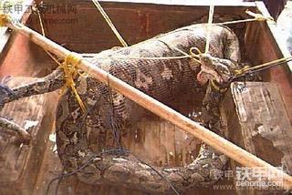 太恐怖了~~汕尾梅陇有一个山居然有大蛇吃人吖!」