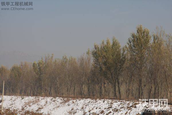 雪中的杨树