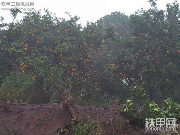 這里的特產(chǎn)，到處都是，可以隨便吃，蠻好吃的，還有柚子。